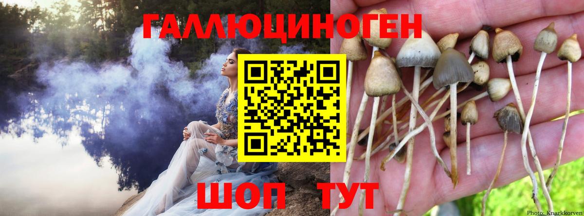 Галлюциногенные грибы Psilocybe Лиски